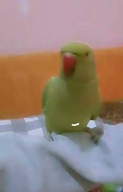 Sami tam baby ha 5 mouth ka final price 3200