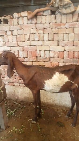 bakri 0