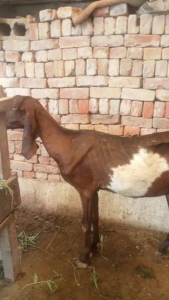 bakri 1
