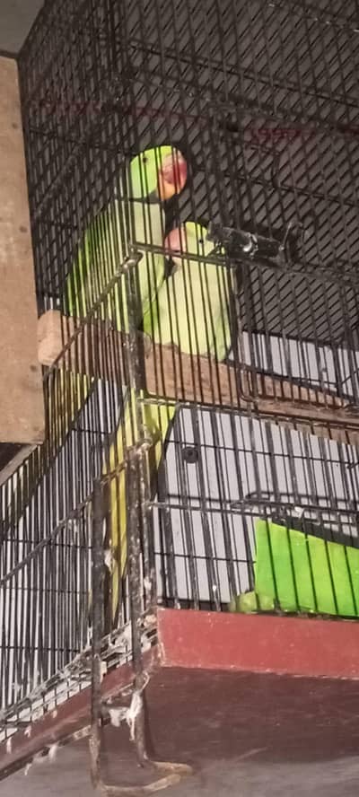 Kashmiri raw parrot pair