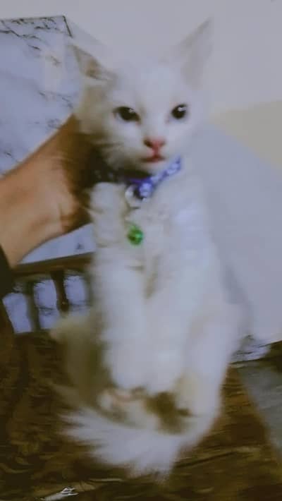 cat Persian sale and active and healthy