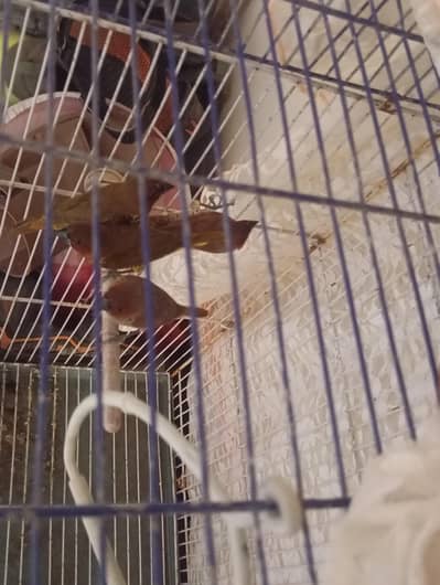 finches