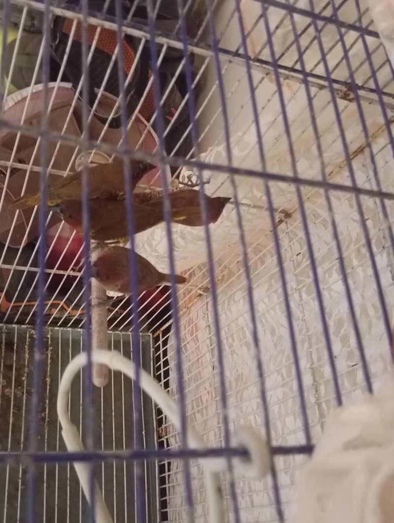 finches 0