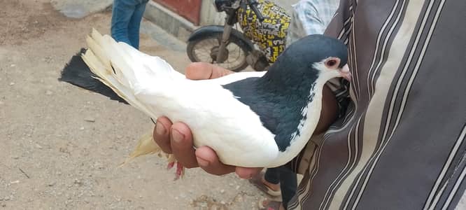 pigeons