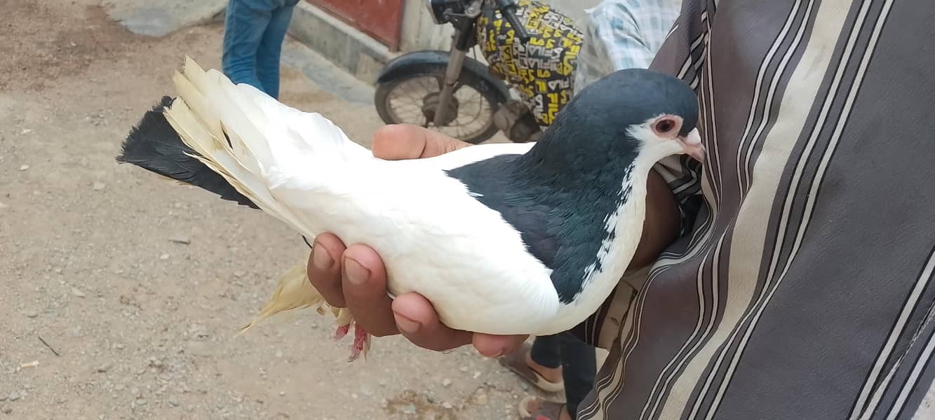pigeons 0