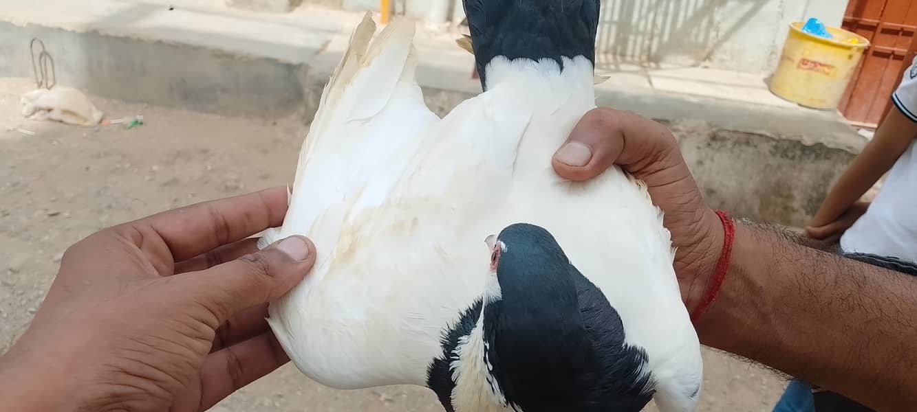 pigeons 2