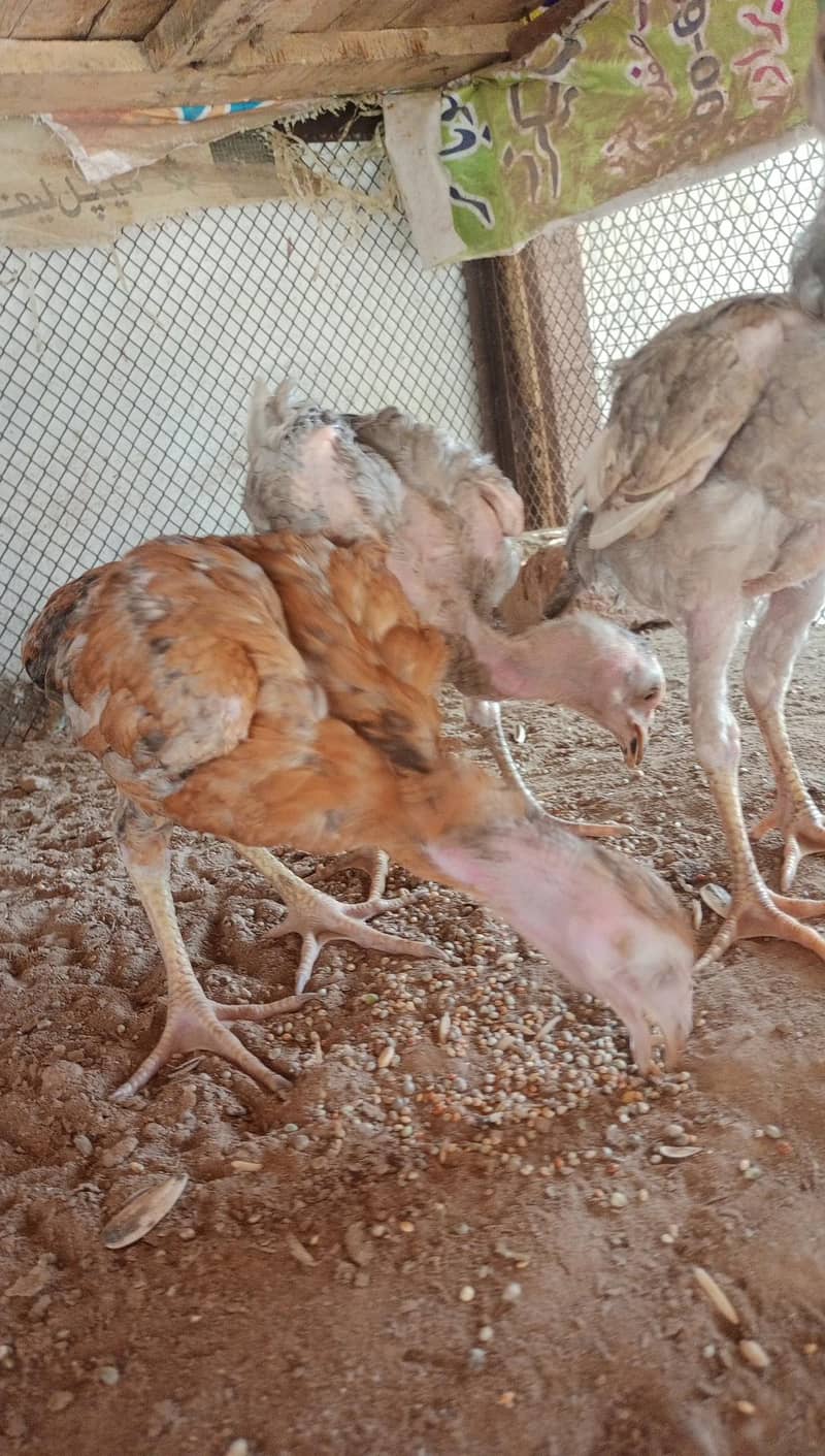 aseel chicks 0