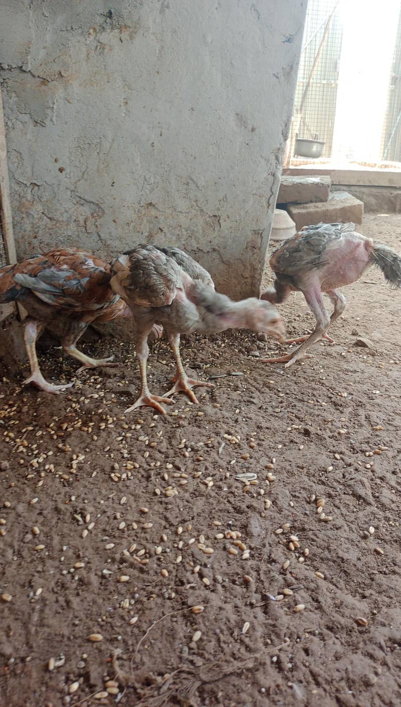 aseel chicks 2