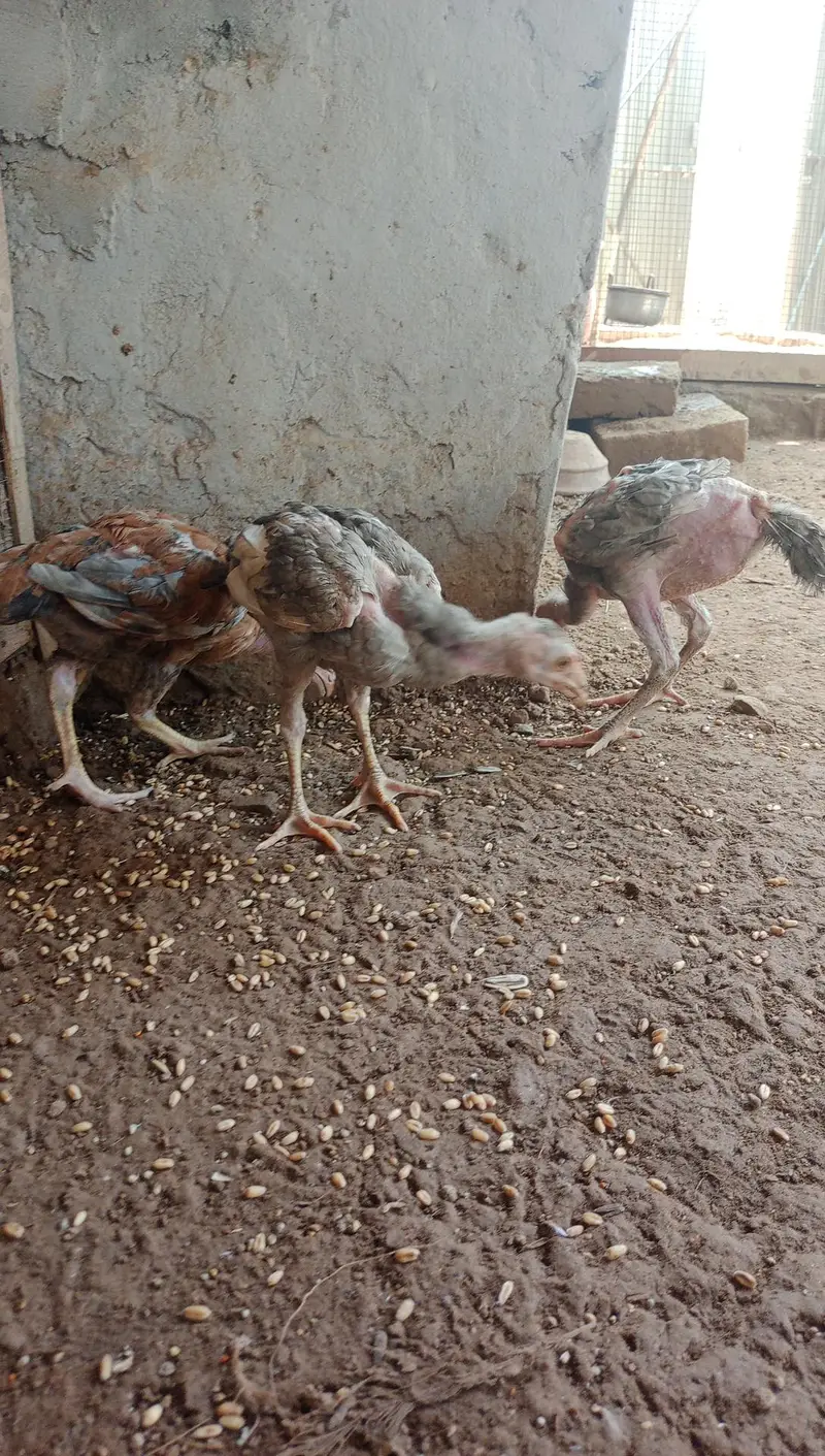 aseel chicks — photo 3