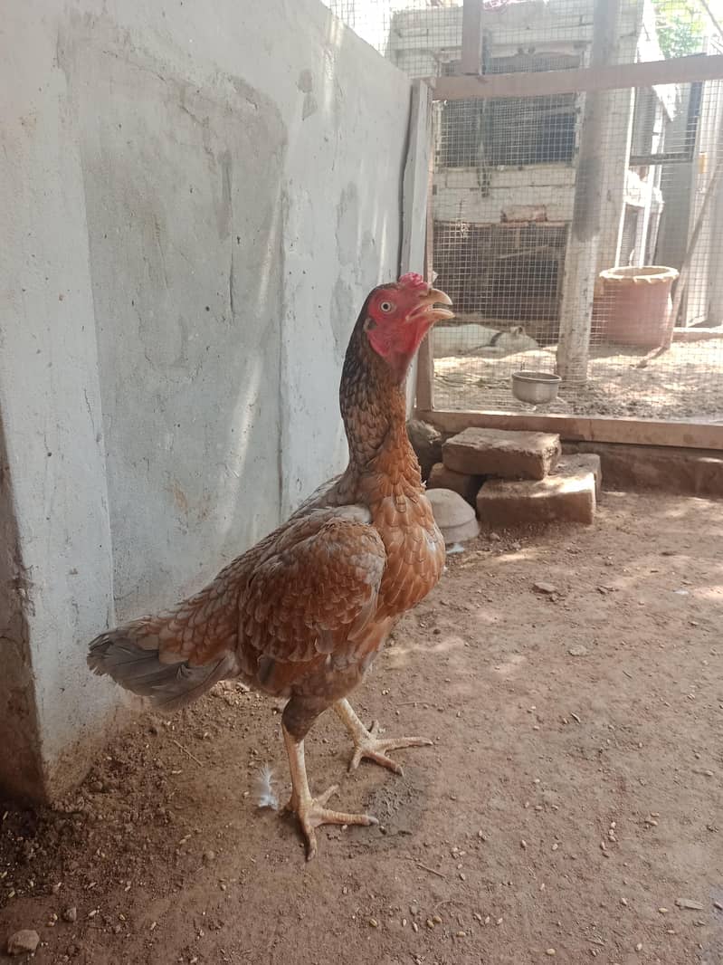 aseel chicks 3