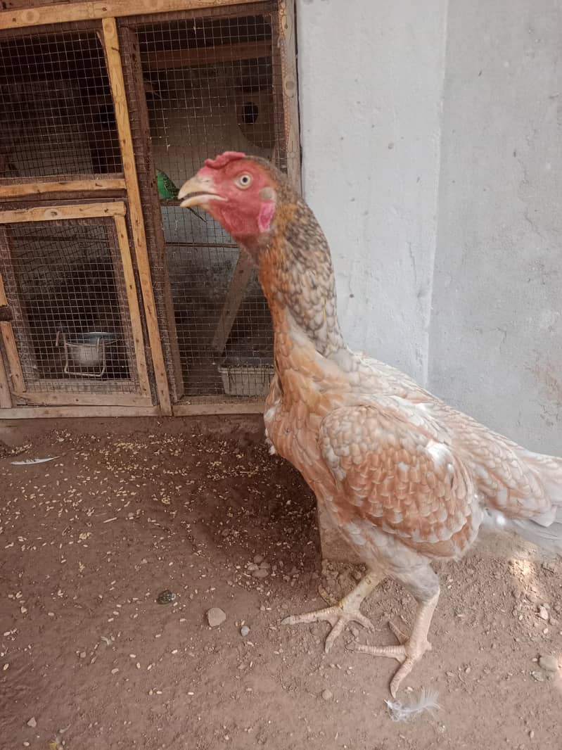 aseel chicks 4