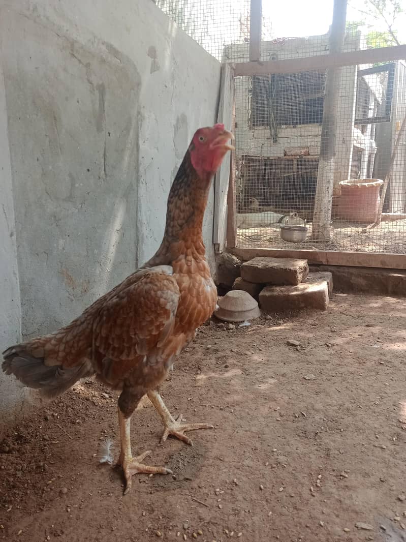 aseel chicks 5