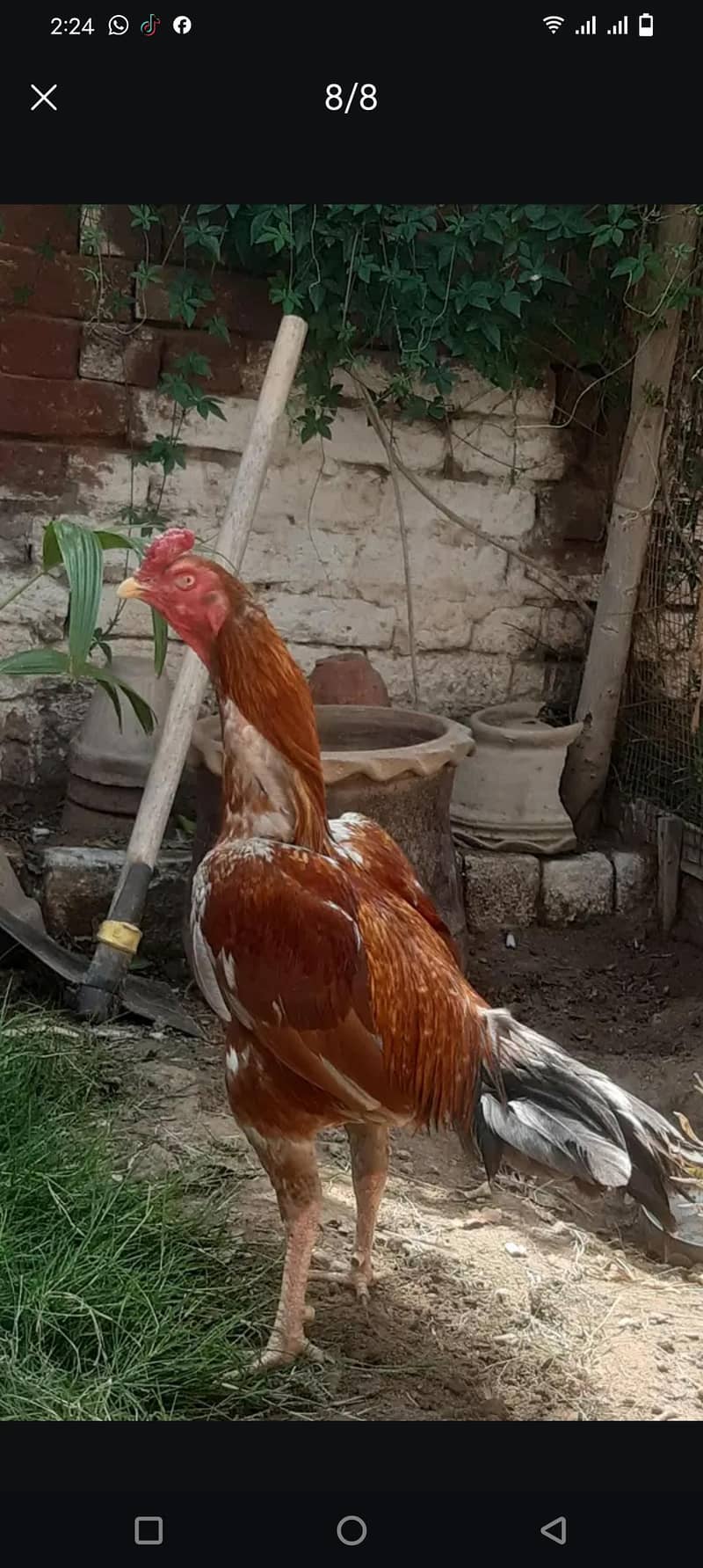 aseel chicks 6