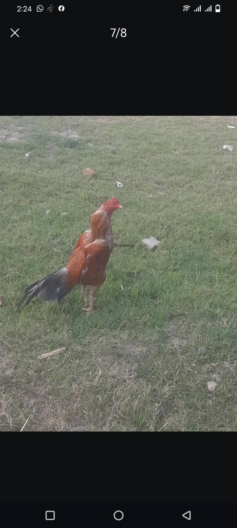 aseel chicks 7
