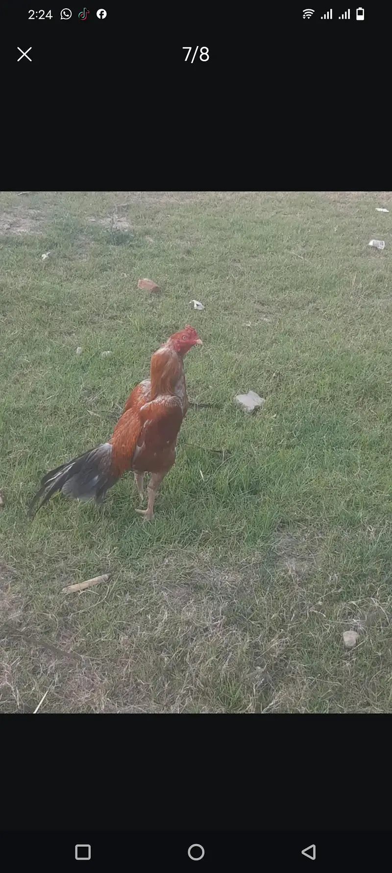 aseel chicks — photo 8