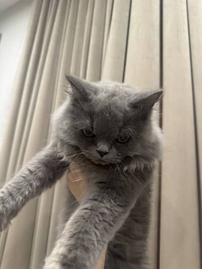 Grey triple coat persian cat