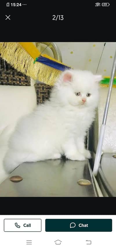 Persian cat for sale male or female my WhatsApp032=53=13=3955