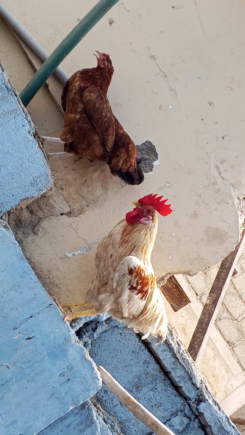 daily egg 0