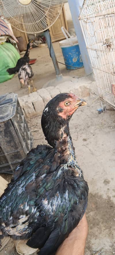 Aseel Mianwali morghi or black moshki for sale 03257854042 watssapp