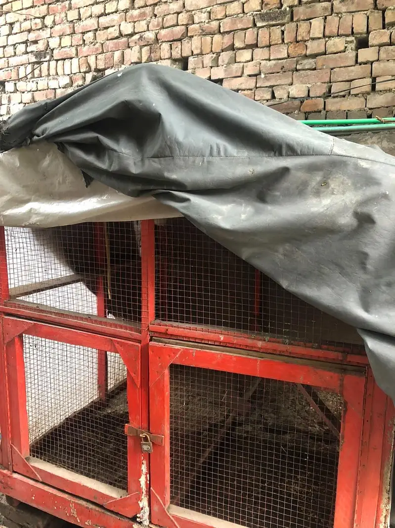 Hen/ Birds Cage — photo 2