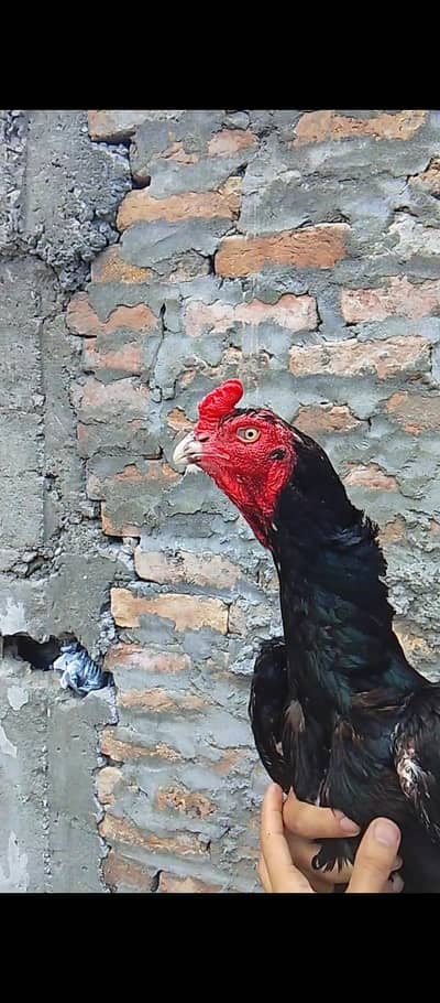 aseel hens
