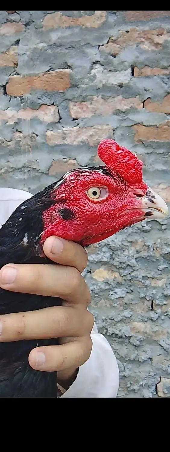 aseel hens — photo 3