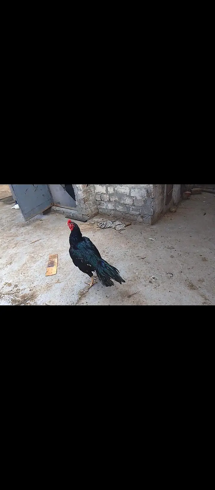 aseel hens — photo 4