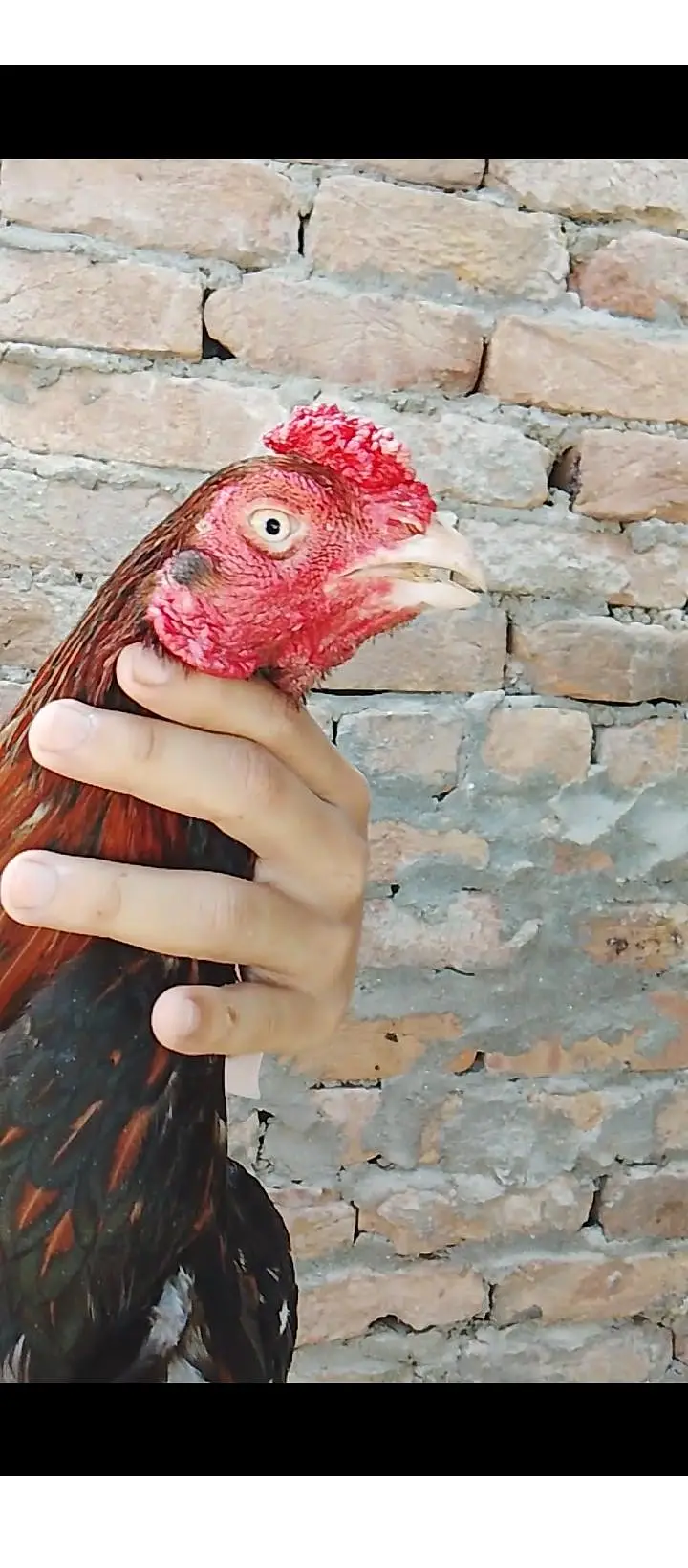 aseel hens — photo 6