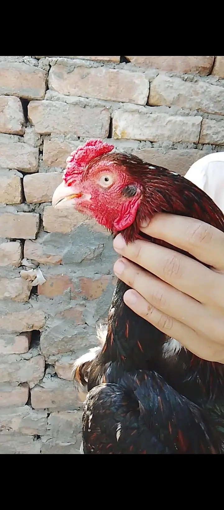 aseel hens — photo 7