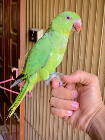 Ring Nack Parrot Male Taking parrot whatsapp 03456103456