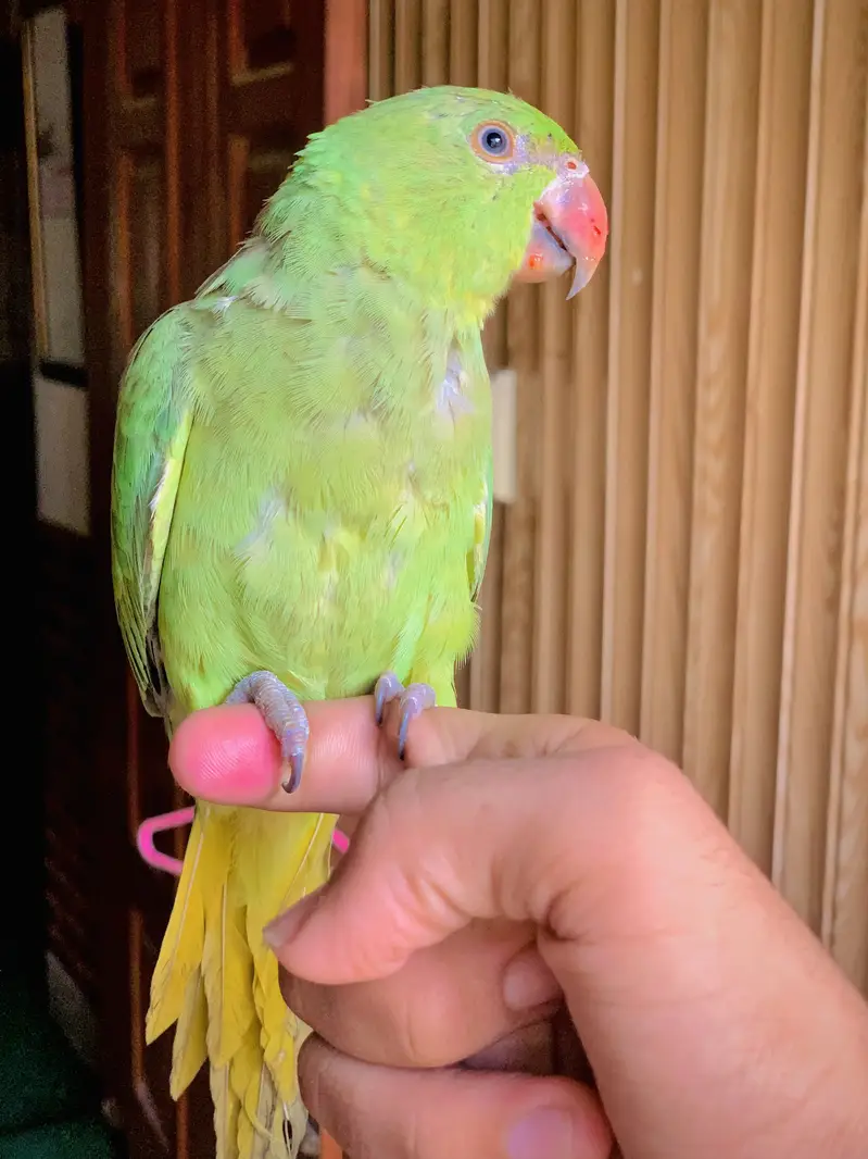 Ring Nack Parrot Male Taking parrot whatsapp 03456103456 — photo 2