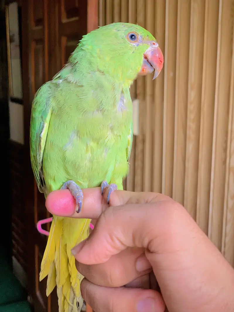 Ring Nack Parrot Male Taking parrot whatsapp 03456103456 — photo 3