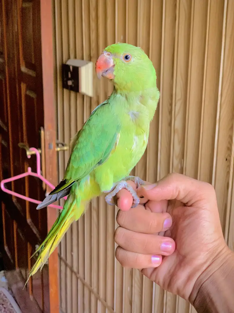Ring Nack Parrot Male Taking parrot whatsapp 03456103456 — photo 4