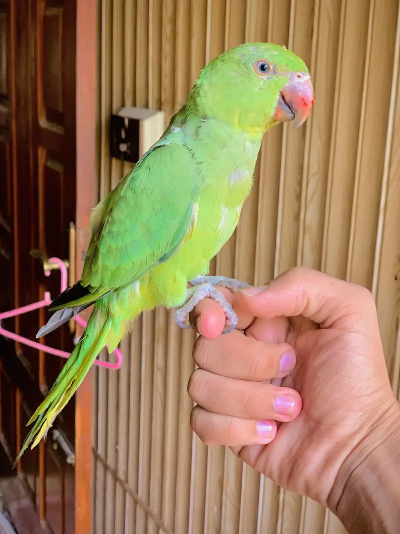Ring Nack Parrot Male Taking parrot whatsapp 03456103456 — photo 5