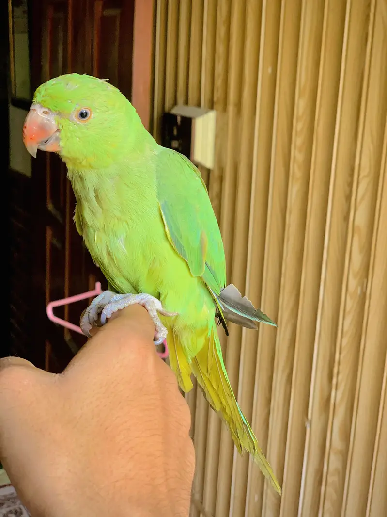 Ring Nack Parrot Male Taking parrot whatsapp 03456103456 — photo 6