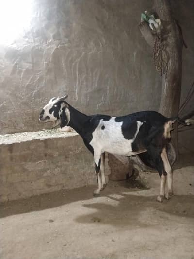 Teddi desi bakri 6 dant dood sukh gya h