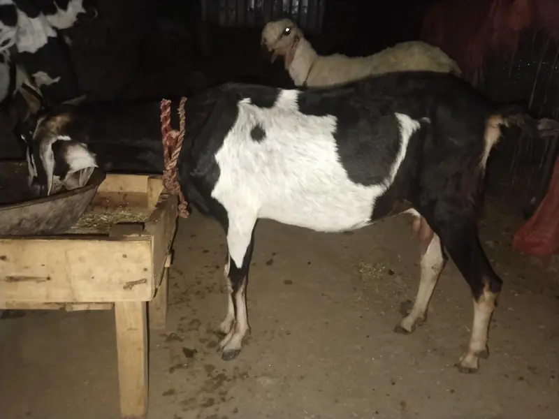 Teddi desi bakri 6 dant dood sukh gya h — photo 2