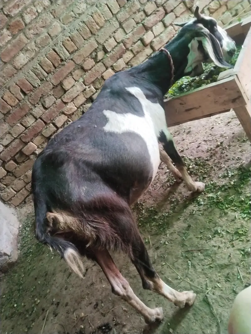 Teddi desi bakri 6 dant dood sukh gya h — photo 3