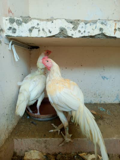 heera pair