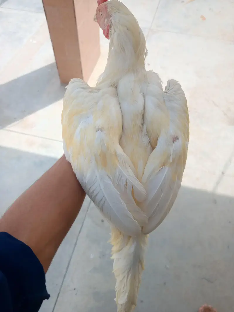 ASEEL HEERA PAIR CONTACT NUM 03341660941 — photo 3