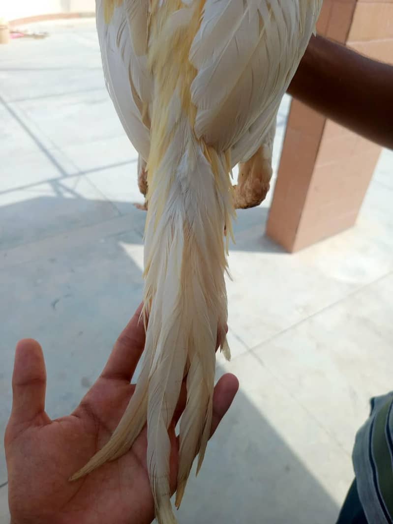 ASEEL HEERA PAIR CONTACT NUM 03341660941 3