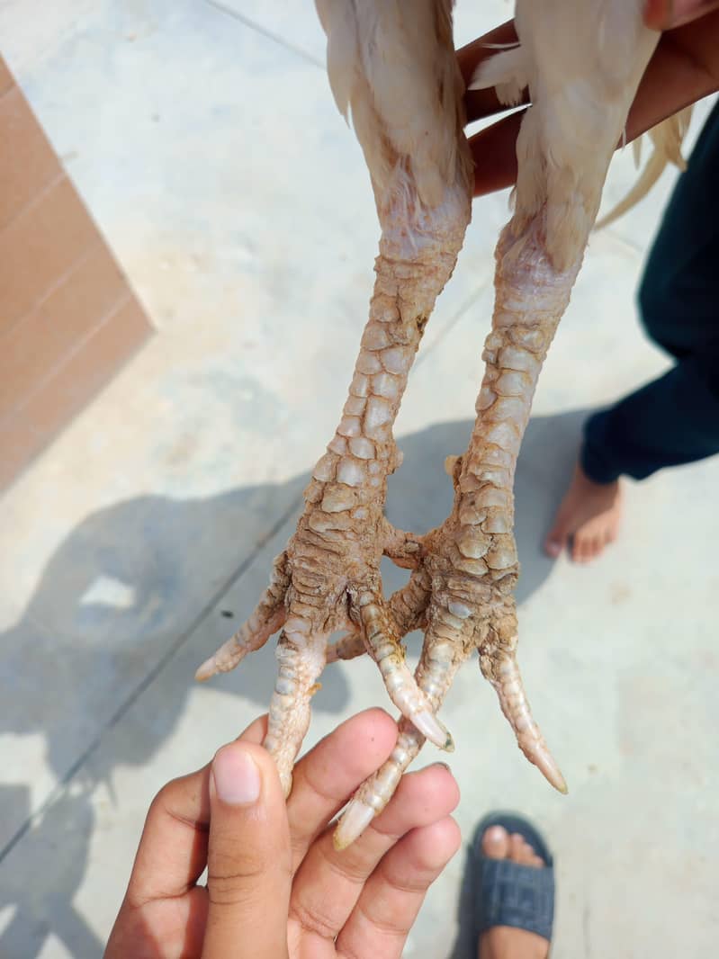 ASEEL HEERA PAIR CONTACT NUM 03341660941 4