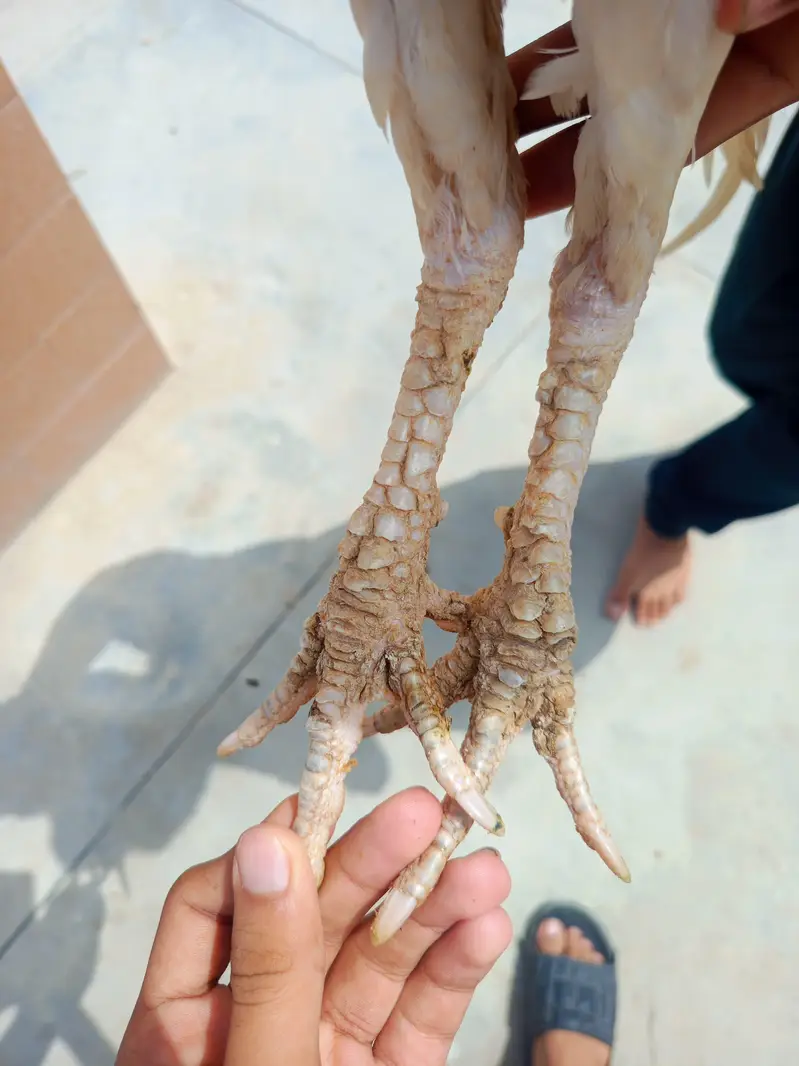 ASEEL HEERA PAIR CONTACT NUM 03341660941 — photo 5