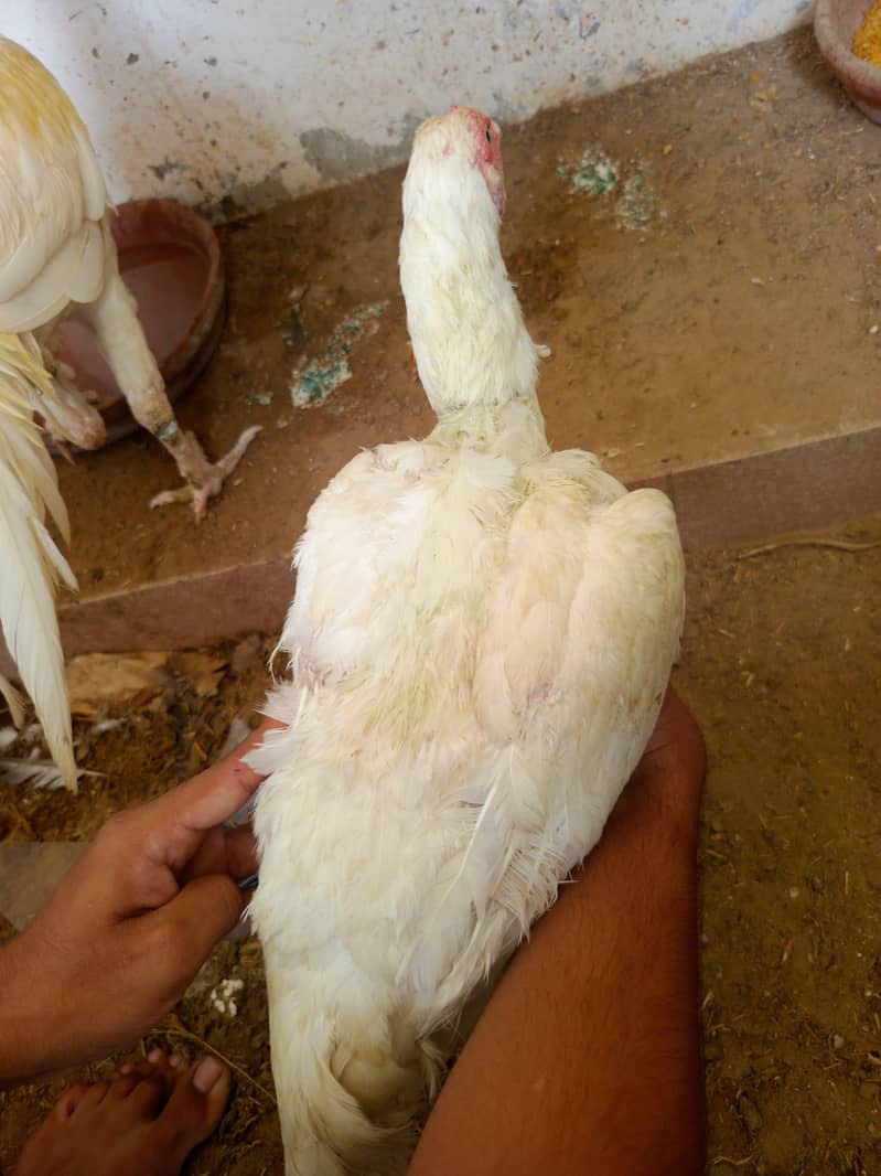 ASEEL HEERA PAIR CONTACT NUM 03341660941 6