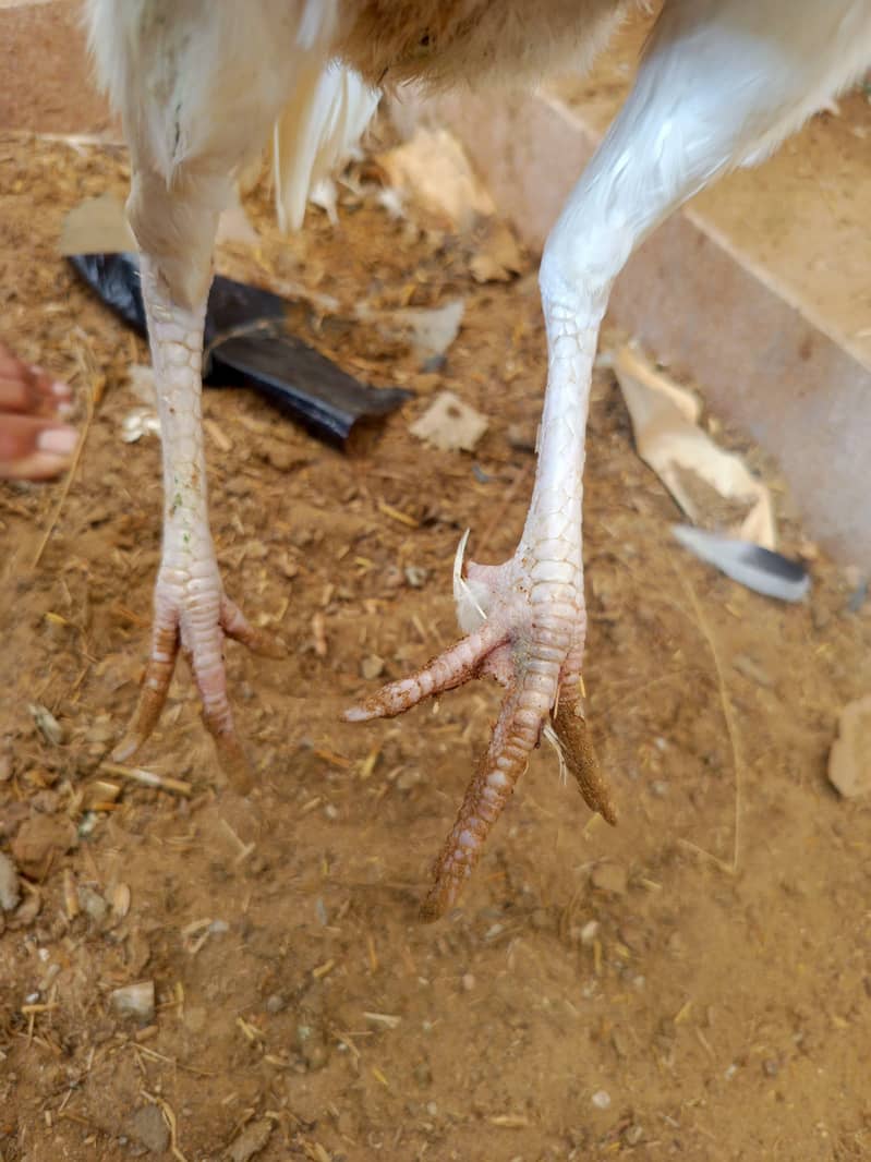 ASEEL HEERA PAIR CONTACT NUM 03341660941 8