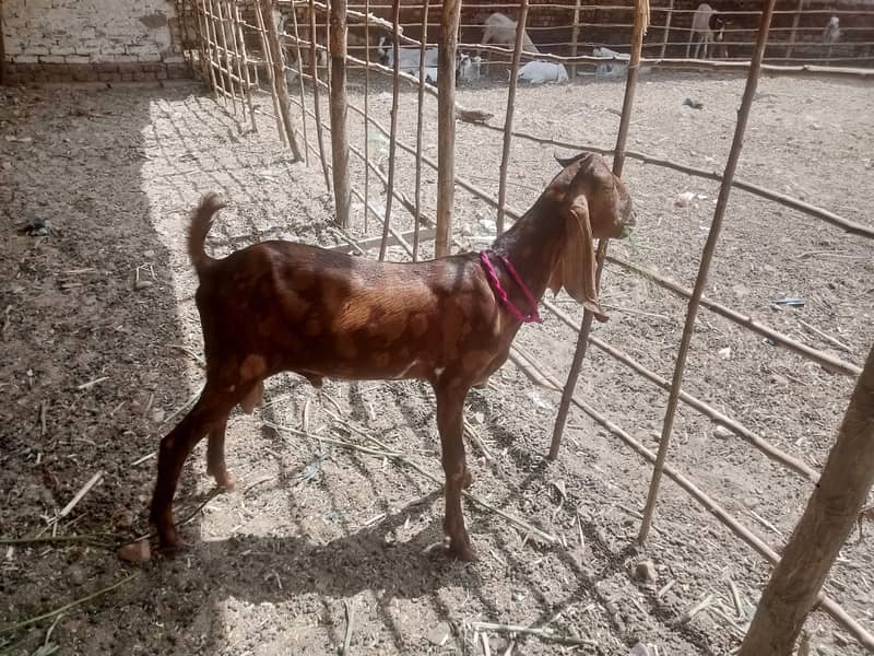 Bakra 7 months 2