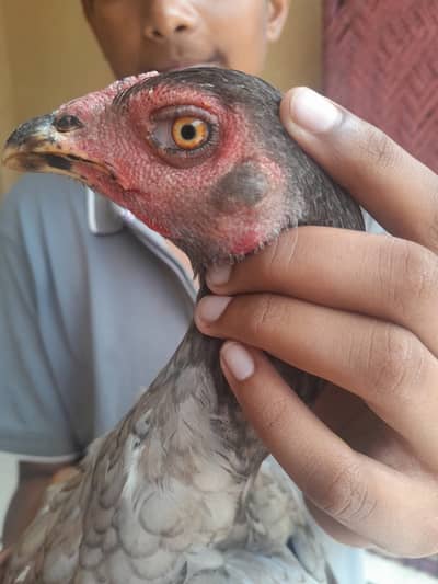 Aseel thai cross waleti pure blood , age 8 mnths