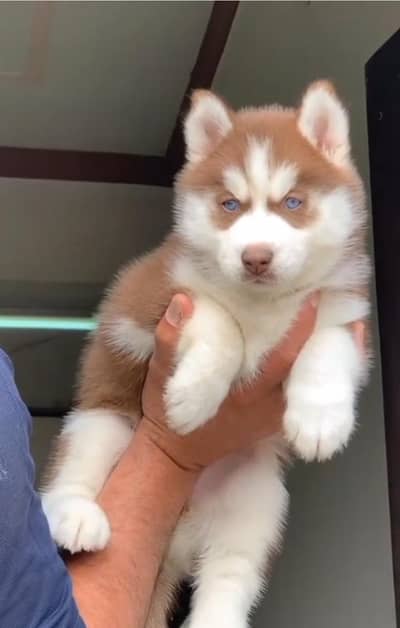 Siberian Husky  for sale