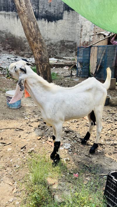 White Bakar For sale