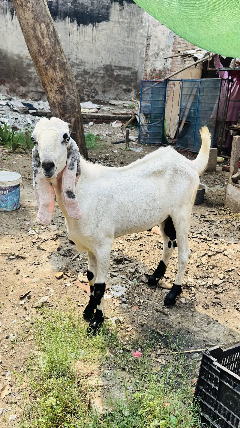 White Bakar For sale — photo 2